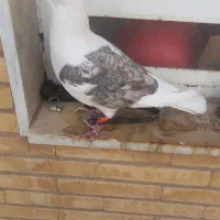 کفتر پشتی آلمانی|پرنده|شیراز, قدوسی شرقی|دیوار