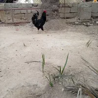 فروش مرغ و خروس گلین فول کیفیت برای فروش