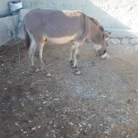 الاغ وسگ|حیوانات مزرعه|شیروان (خراسان), |دیوار