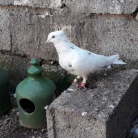 کبوتر|پرنده|آستانه اشرفیه, |دیوار