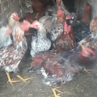 خروس جوان|حیوانات مزرعه|خوی, |دیوار