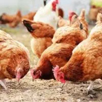 مرغ تخمگذار