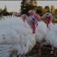 فروش بوغلمون گوشت