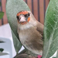 سهره نر جوجه رام رام