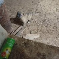 واگذاری توله سرابی