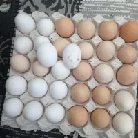 تخم‌مرغ‌تازه‌ومحلی