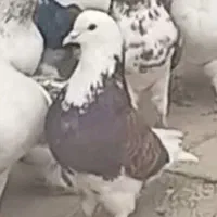 گمشده۰۰