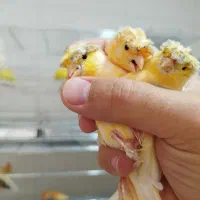 قناری نر و ماده مولد،اماده آماده|پرنده|آباده, |دیوار