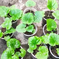 گل های سینره 5-10-هزار شمعدانی 100و150هزار|گل و گیاه طبیعی|تالش, هشتپر|دیوار