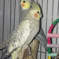 جفت عروس هلندی نیمه دستی