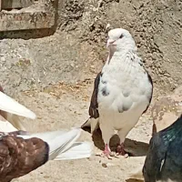 کفتر|پرنده|نهاوند, |دیوار