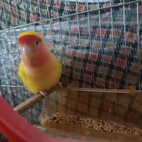 کوتوله برزیلی