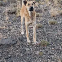 سرابی ۱۴ ماه گله ایی فی ۸|سگ|ماکو, |دیوار