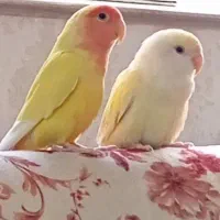 طوطی برزیلی وعروس