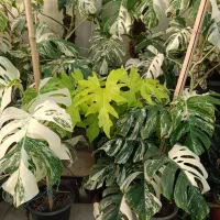 گیاه برگ انجیری