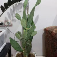 فروش گل