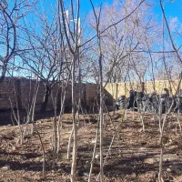 نهال گردو|خدمات باغبانی و درختکاری|قیدار, |دیوار