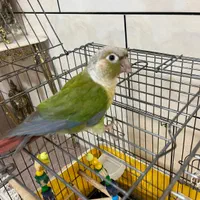 پرنده گرینچیک بسیارزیباو با هوش،|پرنده|ساوه, |دیوار