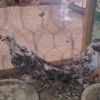 کفتر پرشی|پرنده|قم, کاسه گران|دیوار