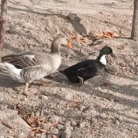 غاز محلی و اردک محلی|حیوانات مزرعه|مشگین شهر, |دیوار