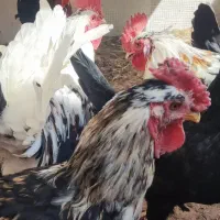 مرغ و خروس گلین