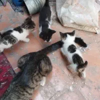 واگذاری رایگان گربه