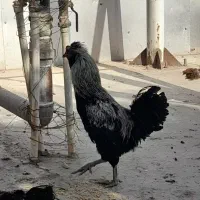 خروس جوان بسیار عالی کاکلی،شهرک شکوهیه