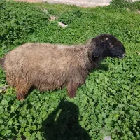 شیشک|حیوانات مزرعه|مسجد سلیمان, |دیوار