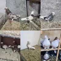 کفتر هما سرور