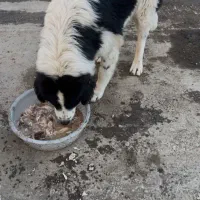 سگ قهره جانی گمشده|حیوانات|صومعه‌سرا, |دیوار