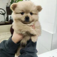 پامر اشپیتز