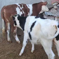 سیمینتال وهلشتاین|حیوانات مزرعه|چهاردولی, |دیوار