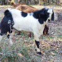 فروش یک راس بزغاله نر