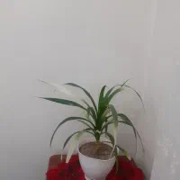 گل طبیعی  بزرگ|گل و گیاه طبیعی|زنجان, |دیوار