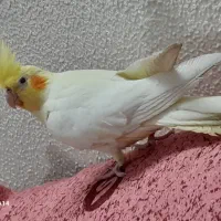 عروس هلندی نر و ماده