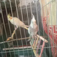 دو عدد عروس هلندی