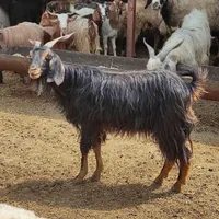 بز جوان دونه ای 4800|حیوانات مزرعه|مرودشت, پشت سایپا‎|دیوار