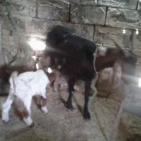 بز نجدی|حیوانات مزرعه|باوی, |دیوار