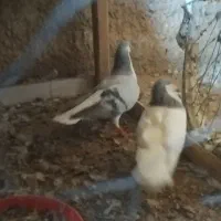 بدرنگ با شصتی