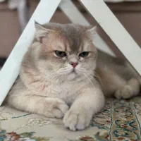 گربه اسکاتیش