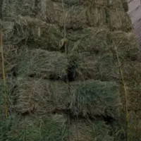 پرس یونجه چین چهارم