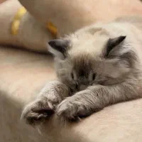گربه|گربه|میاندوآب, |دیوار