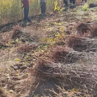 نهالستان|گل و گیاه طبیعی|هوراند, |دیوار