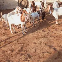 اهواز|حیوانات مزرعه|شادگان, |دیوار