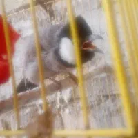 قناری خرمایی