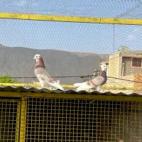 کبوتر شازده هما پیس