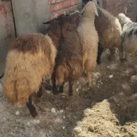 گوسفندوکاور