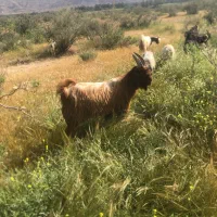 کهره نر