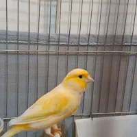 قناری و سهره