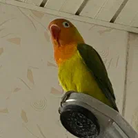 کوتوله برزیلی،طوطی،لاوبرد،طوطی برزیلی|پرنده|بندرعباس, |دیوار